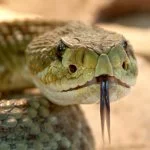 Мир змей / World of snakes