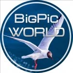 BigPicWorld