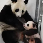 Большие панды