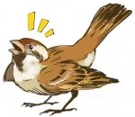 Chik Chirik the sparrow