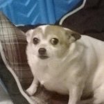 Е*****ые животные