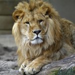 В мире животных