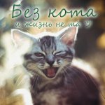Без кота и жизнь не та