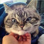 Смешные Котики