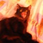 Домик стрёмных котов