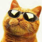 Приколы и котики