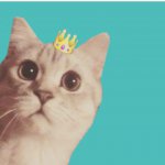 "Кот и его квартиросъемщики"