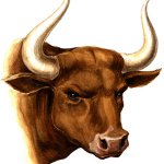 Crypto__bull