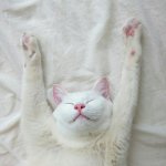 Типичный невротик