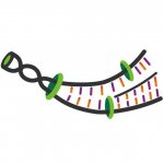 Bioengineering Clarion