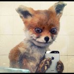 Упоротый лис