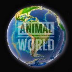 Animal World