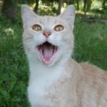 Котики Одессы и сопредельных территорий