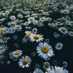 Узбекская эстрада