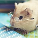 Будни корректора