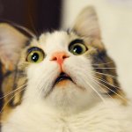 Тайная жизнь домашних животных