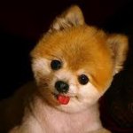 Собаки и все, все, все.