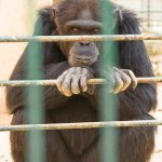 Тюремный Дневник