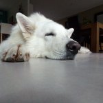 Просто о собаках