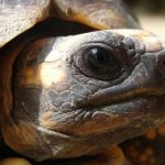 Тортилла news