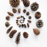 Из мха и шишек