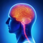 Полезная физиология