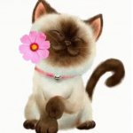 ⲪⲖⲞⲢⲀ Ⳙ ⲪⲀⲨⲎⲀ