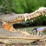 Дикий маркетинг