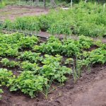 Календарь огородника и садовода