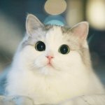 Смешные котики