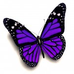 RadioBoX (FLAC Music)