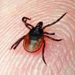 Факты о паразитах