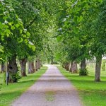 Липовые новости