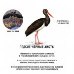 KARL II Аист черный