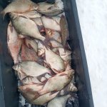 Питерская рыбалка