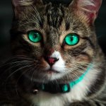 Котоприкол??