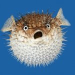 ЕЖ ? Видео | Животные | Мемы