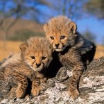 Жизнь диких зверей!