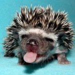 "Приют Ёжика"