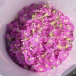 ✨Виноградная?ежевика?✨