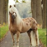 Мир Лошадей