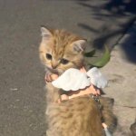 Котострофа | пикчи с котиками