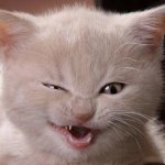 Смешные кошки | Юмор | Кошки