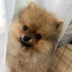 шпиц Егорушка