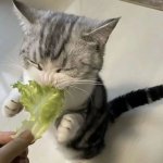 КОШКИ И МЕМЫ