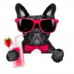 Французский юмор