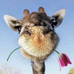 Travel - туры по всему миру