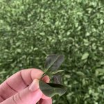 О чае и не только