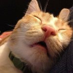 Мемная база