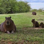 Жизнь в Южном полушарии